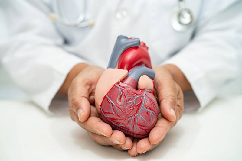 Dokter die replica hart in twee handen vasthoudt | keuringsarts hart en vaatziekten | Rijbewijsdokter