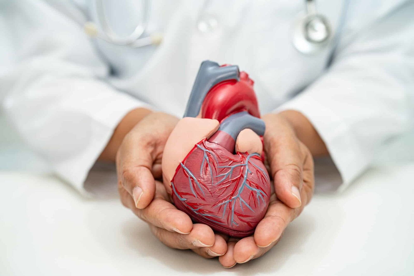Dokter die replica hart in twee handen vasthoudt | keuringsarts hart en vaatziekten | Rijbewijsdokter